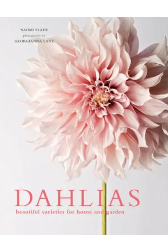 Dahlias