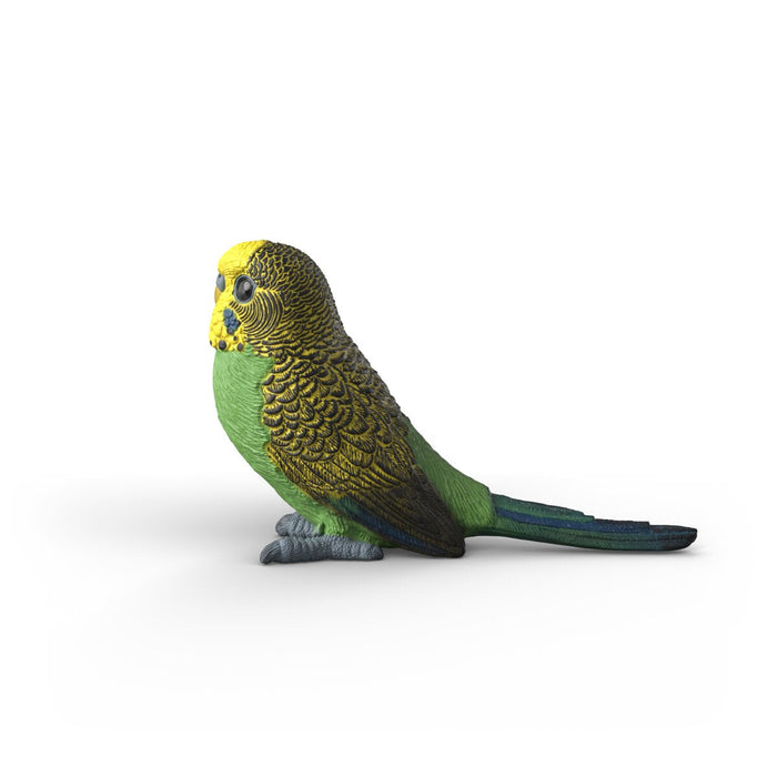 Budgie