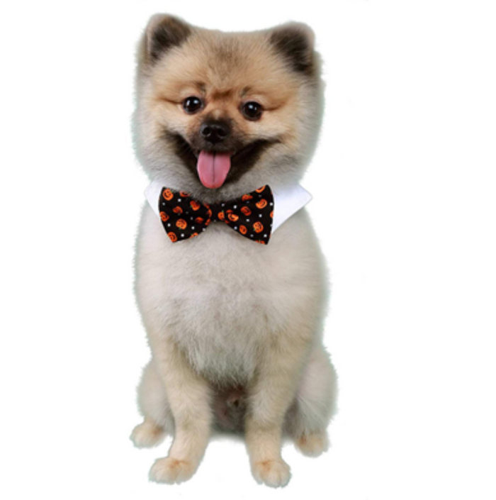 Halloween Black Jack-O-Lantern Pumpkins Fall Season Dog Bow Tie Collar - 2 Sizes