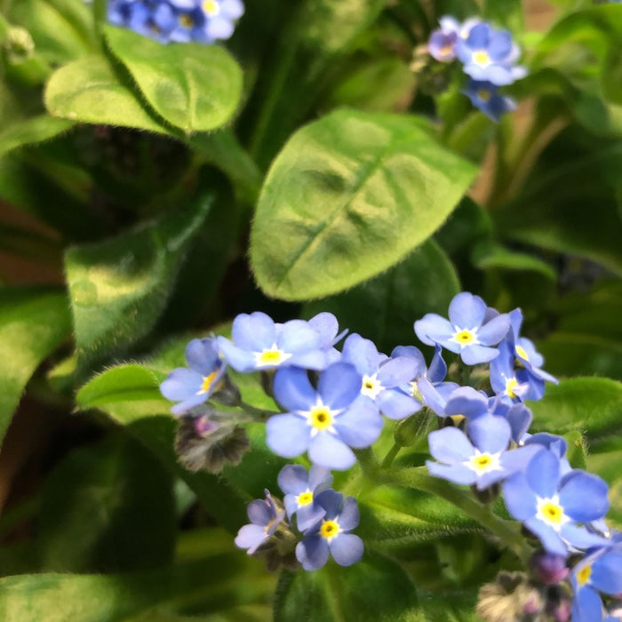 Echte Vergissmeinnicht-Blüten vor der Verarbeitung in handgefertigtem Schmuck
